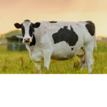 cow fans for life , cow group