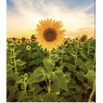 ~~~ Sunflower sqūād secret hangout ~~~