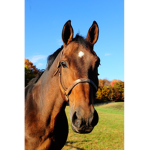 Sofie’s Horse Love