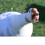 Gooses United!!