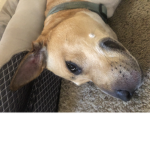 Group for dog