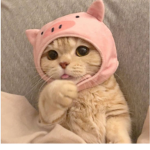 Krrrispy ##### ########