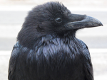 Raven Team [GAR]