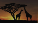 Sunset Safari Squad;)