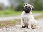 Puppy Supporters