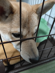 犬好き集まれー！