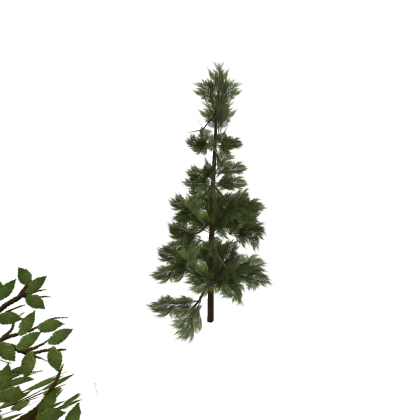 Pine tree