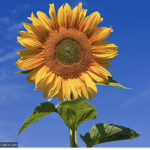 Sunflower_sav