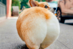 the corgi_but group