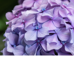 Flower Group PL
