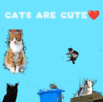 cats are cute: