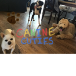Canine Cuties