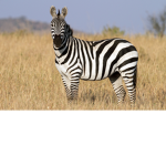 Zoe The Zebra
