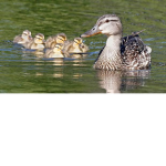 Duck_gang_From_Norway