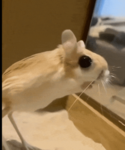 jerboa fanclub