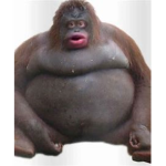 big monke fan club