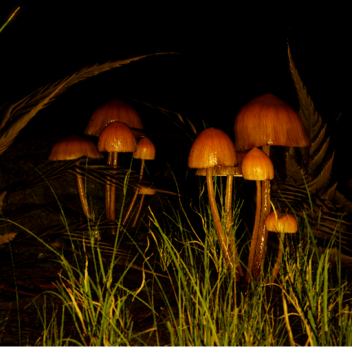 Dance of the forest [Test]