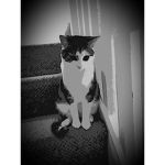 I love cats do you?