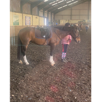 Green forest showjumping