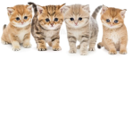 Meow meow meow meow meow meow meow