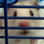 Goodbye, Maggie The Hamster