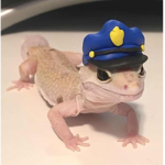 Geko Gang.official