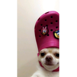 Barbie doy robux xd