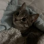 Annie's favorite kitty
