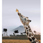 I LOVE GIRAFFE'S