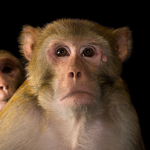 Monke Cult
