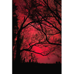 tree in my files