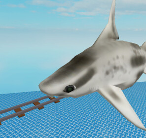 cart ride into caribbean roughshark
