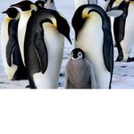 Do you like penguins?