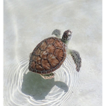 Spooky Turtles Clothing