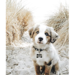 Cloud_dog