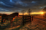 ~HORSE EMPIRE~