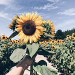 #Sunflower Squad!~