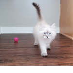Kit1