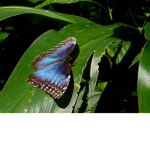 butterflys special group
