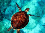 The Emerald Chelonian's