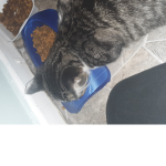 Cats Yeah