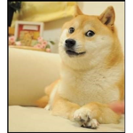멍멍이 부대