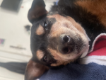 Fif and rand