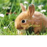 Rabbite