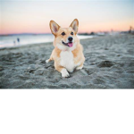 corgis fan group