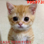 CASH TERRITORY