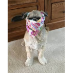 Bandit Puppy's