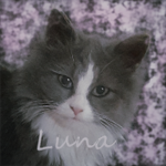 ~Mystic Mansion~