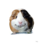 GuineaPigs Are Amazing!