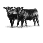 ~ Cow Club ~